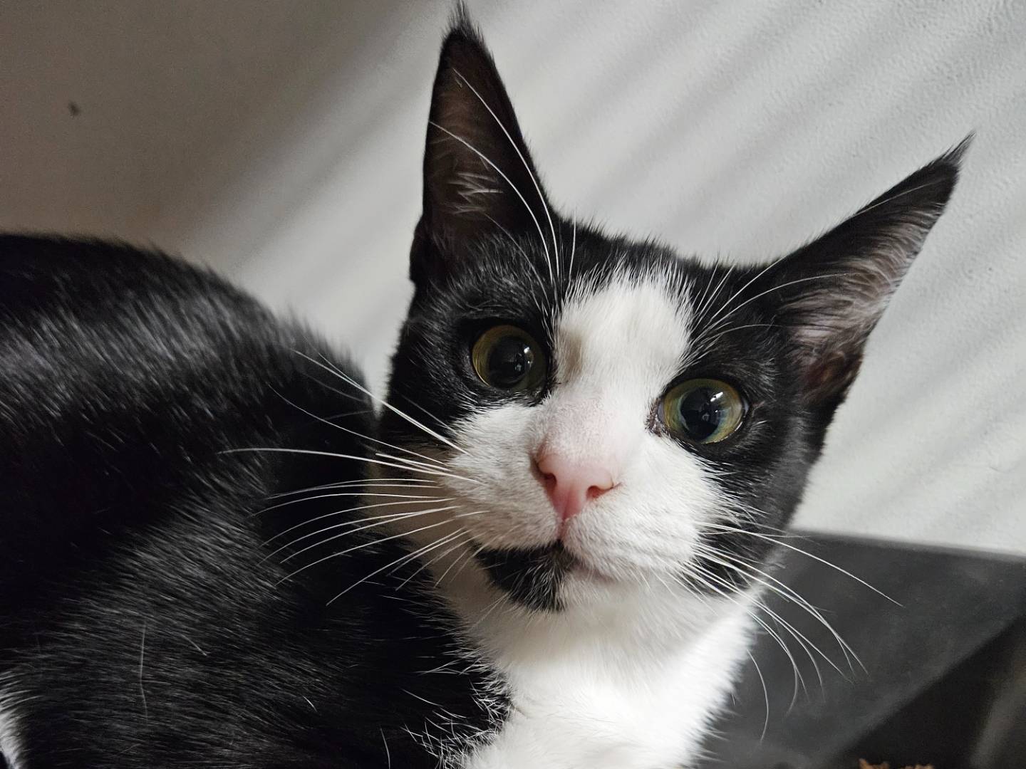 Adozione gatto, femmina, Razza sconosciuta Razza sconosciuta, 5 mesi, taglia non valida, Milano