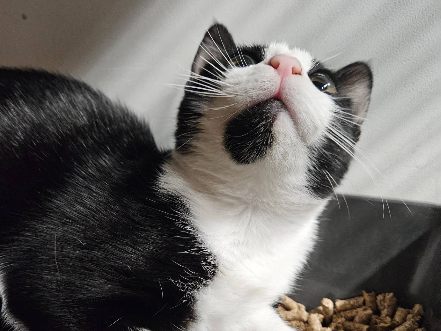 Adotta un gatto, femmina, 5 mesi, Milano