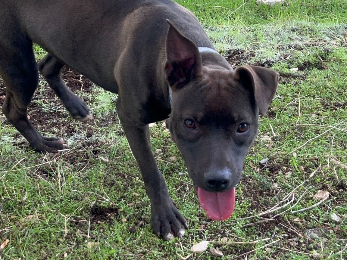 Adozione cane, femmina, Razza sconosciuta Razza sconosciuta, 1 anno, taglia grande, Bari
