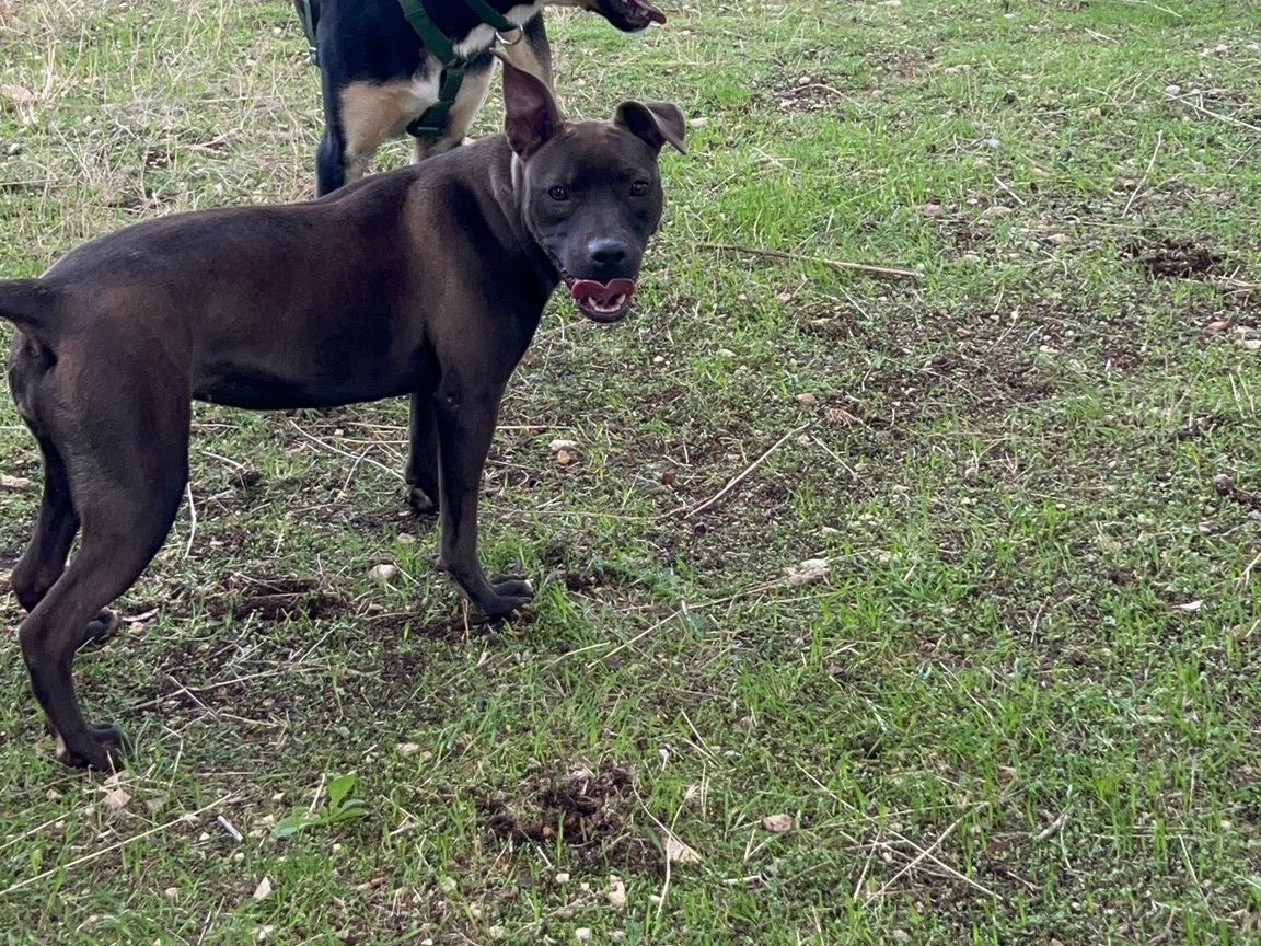 Adotta un cane, femmina, 1 anno, Bari