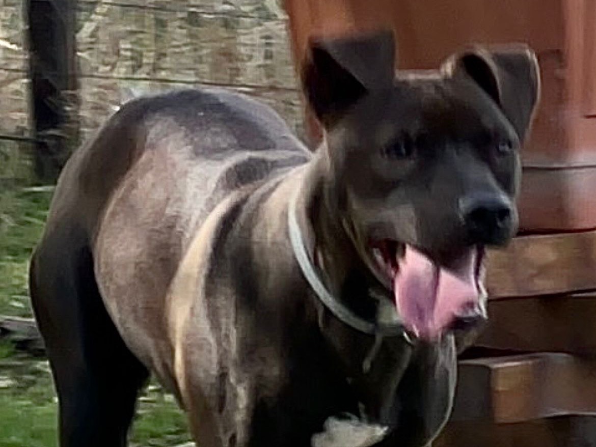 Adotta un cane, taglia grande, femmina, Bari