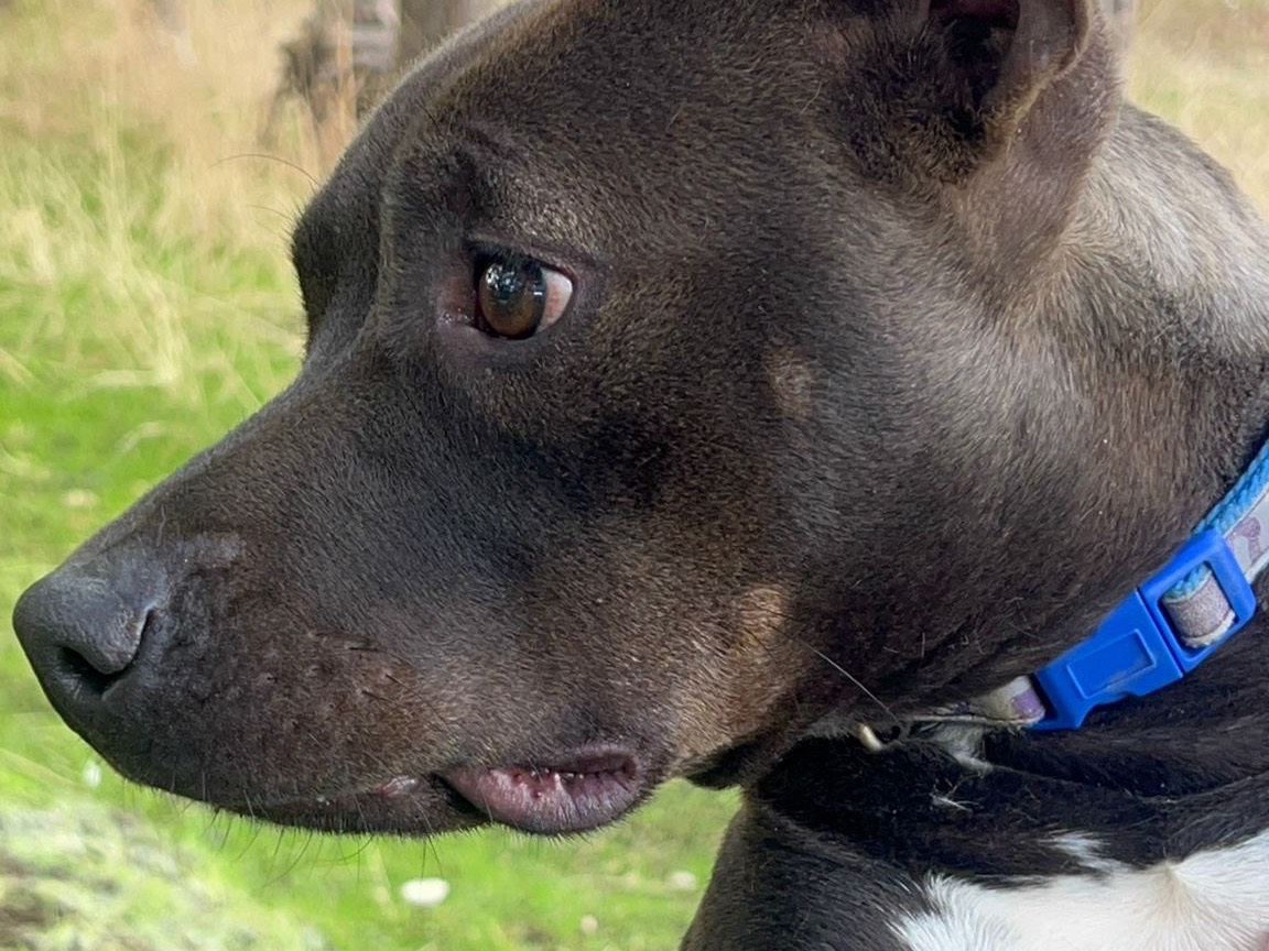 Vuoi adottare un cane a Bari?
