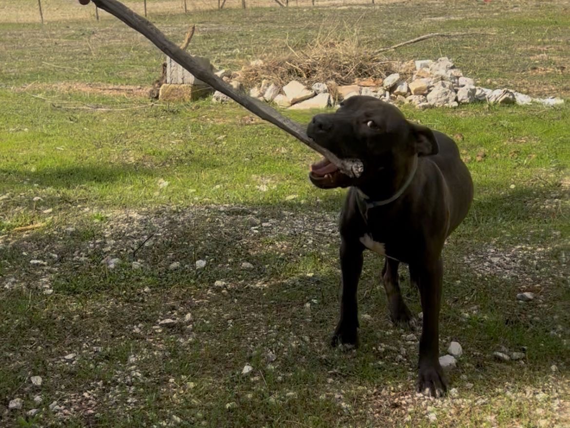 Adotta il cane Pollon Annali a Bari