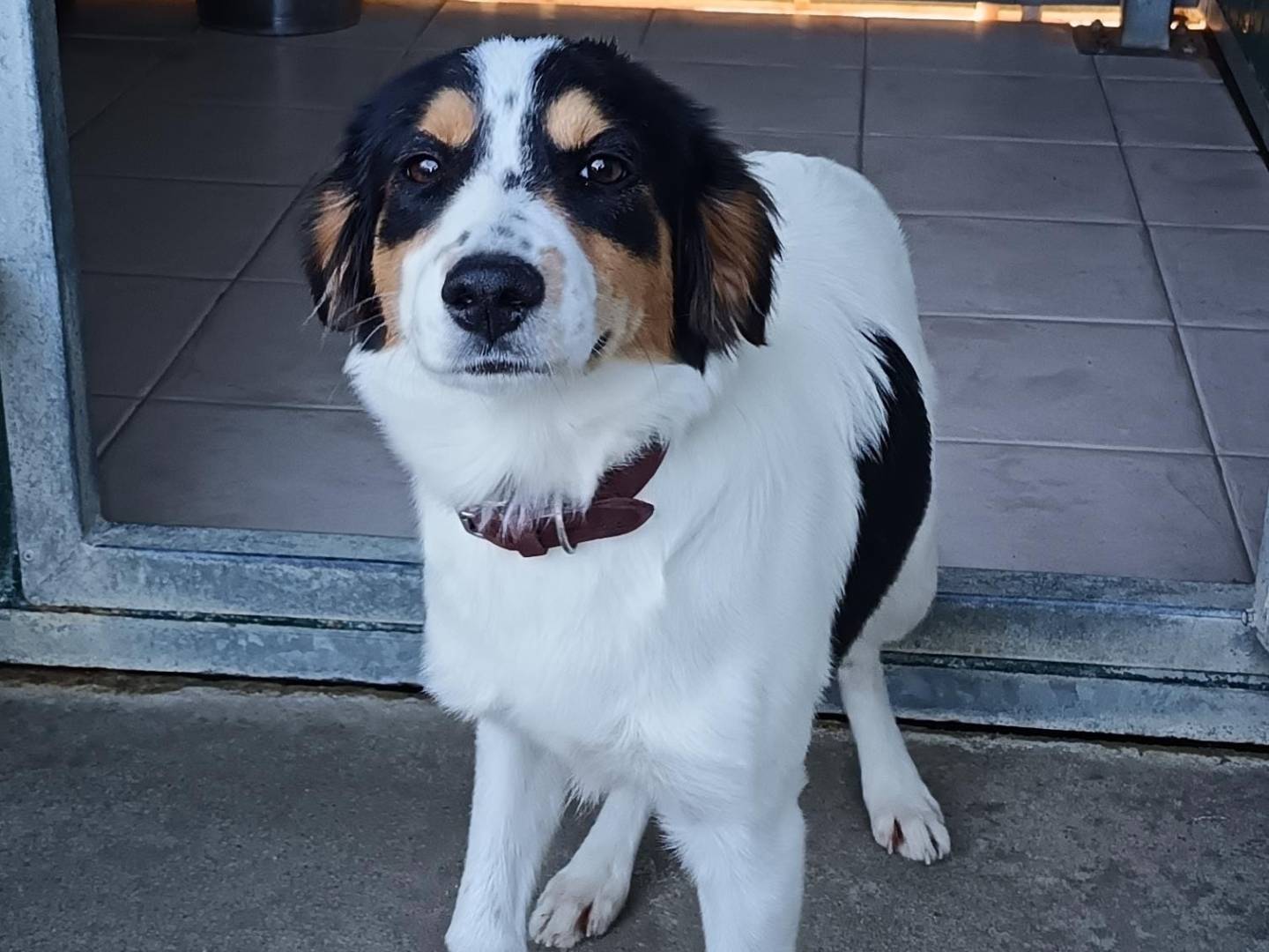 Adozione cane, femmina, Razza sconosciuta Razza sconosciuta, 5 mesi, taglia media, Pisa