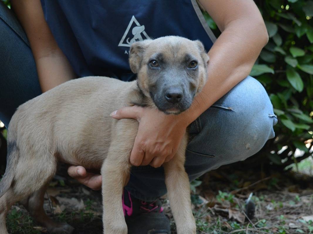 Adotta un cane, femmina, 3 mesi, Roma
