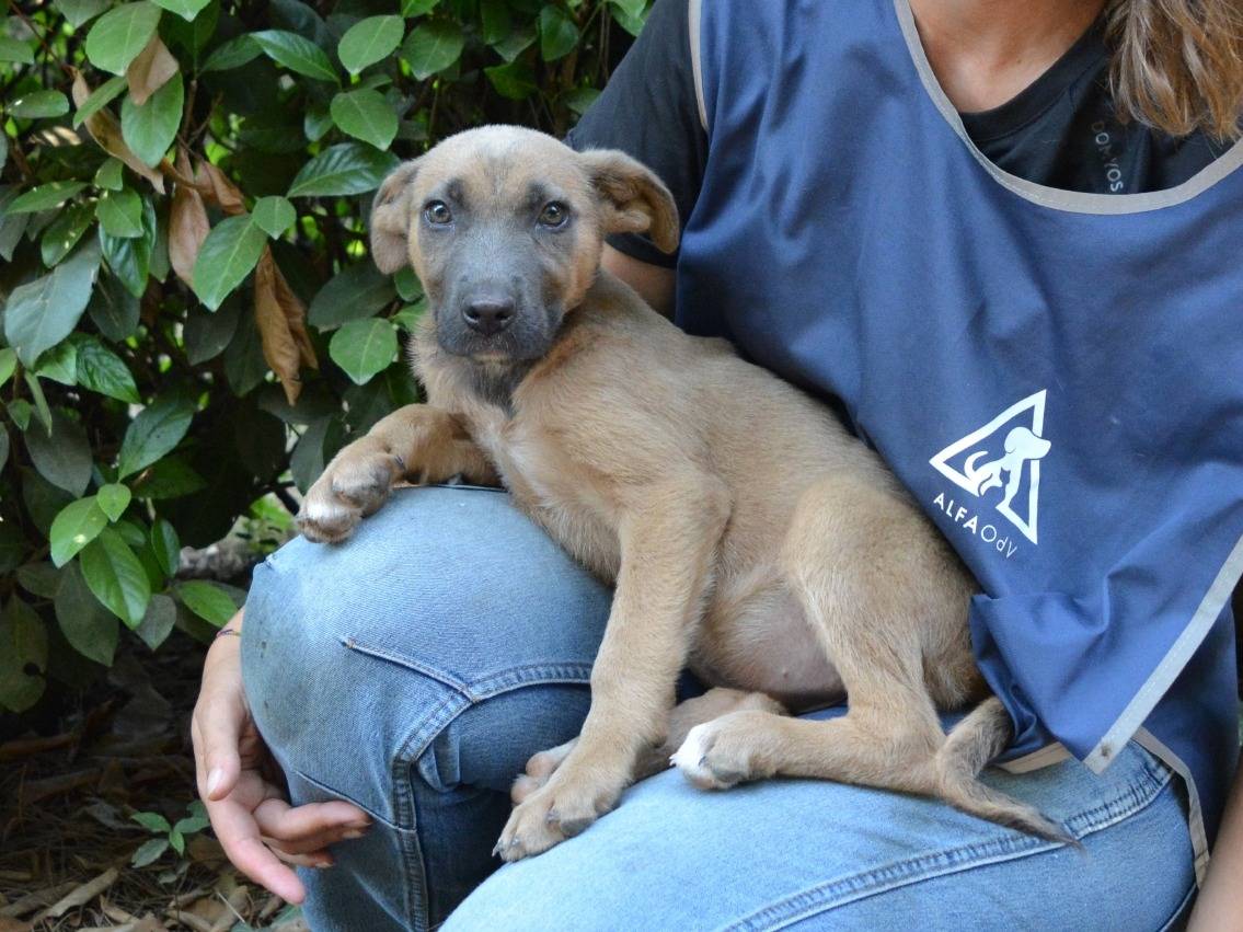 Vuoi adottare un cane a Roma?