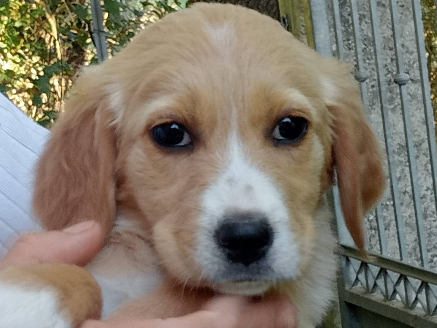 Vuoi adottare un cane a Frosinone?