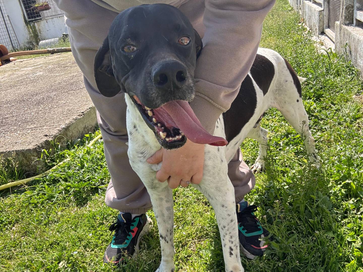 Adozione cane, maschio, Pointer Razza sconosciuta, 5 anni e 6 mesi, taglia media, Caserta