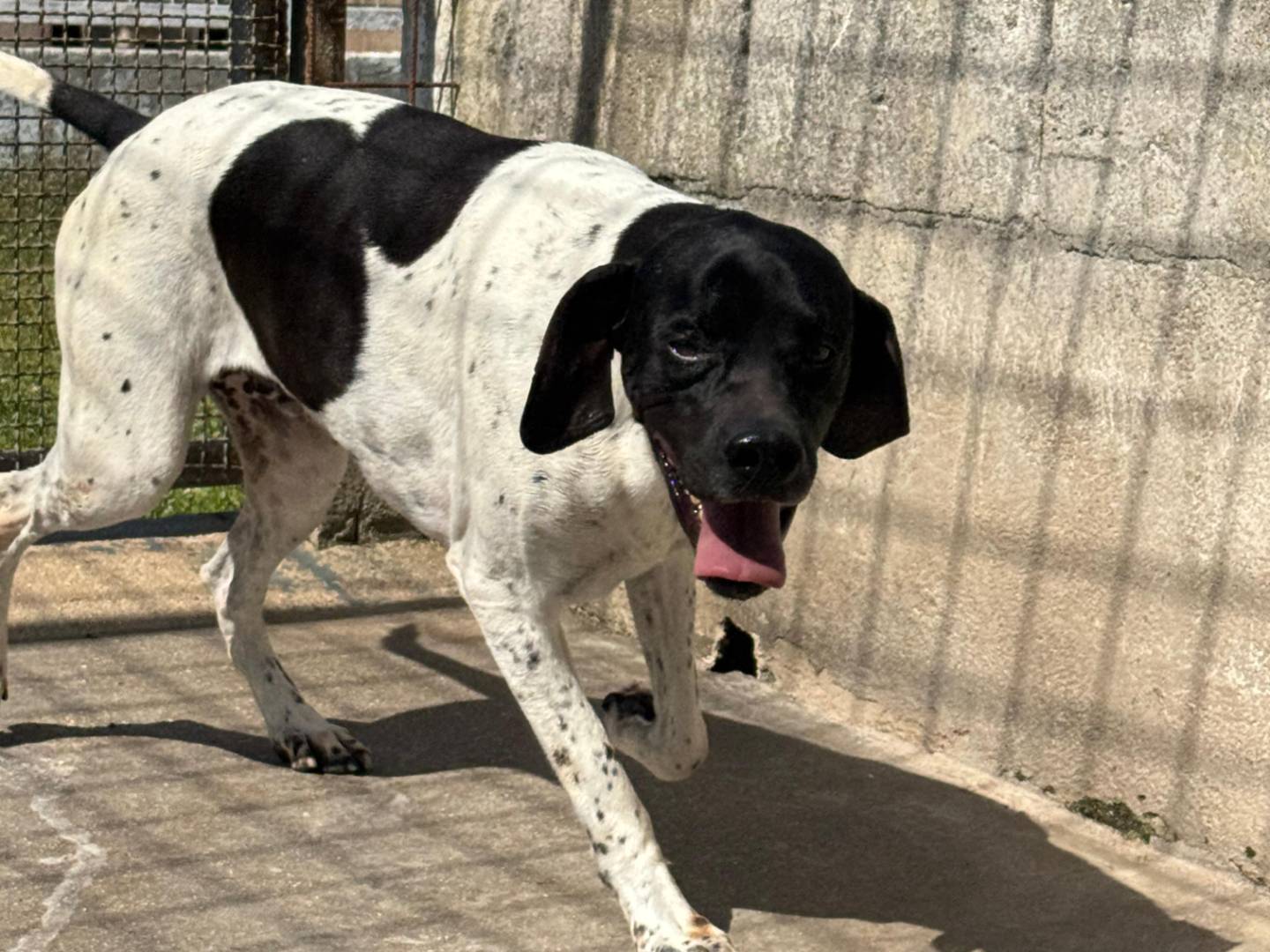 Adotta un cane, maschio, 5 anni e 6 mesi, Caserta