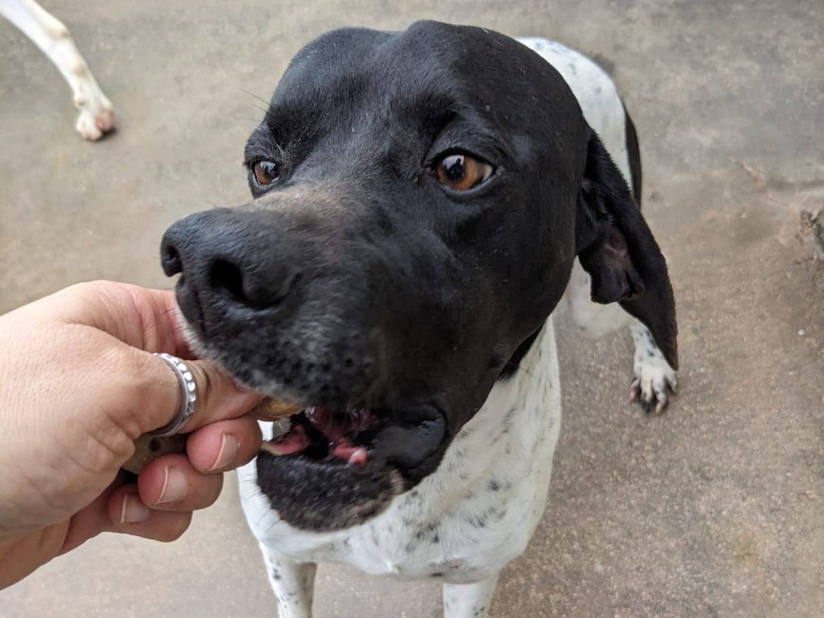 Adotta un cane, taglia media, maschio, Caserta