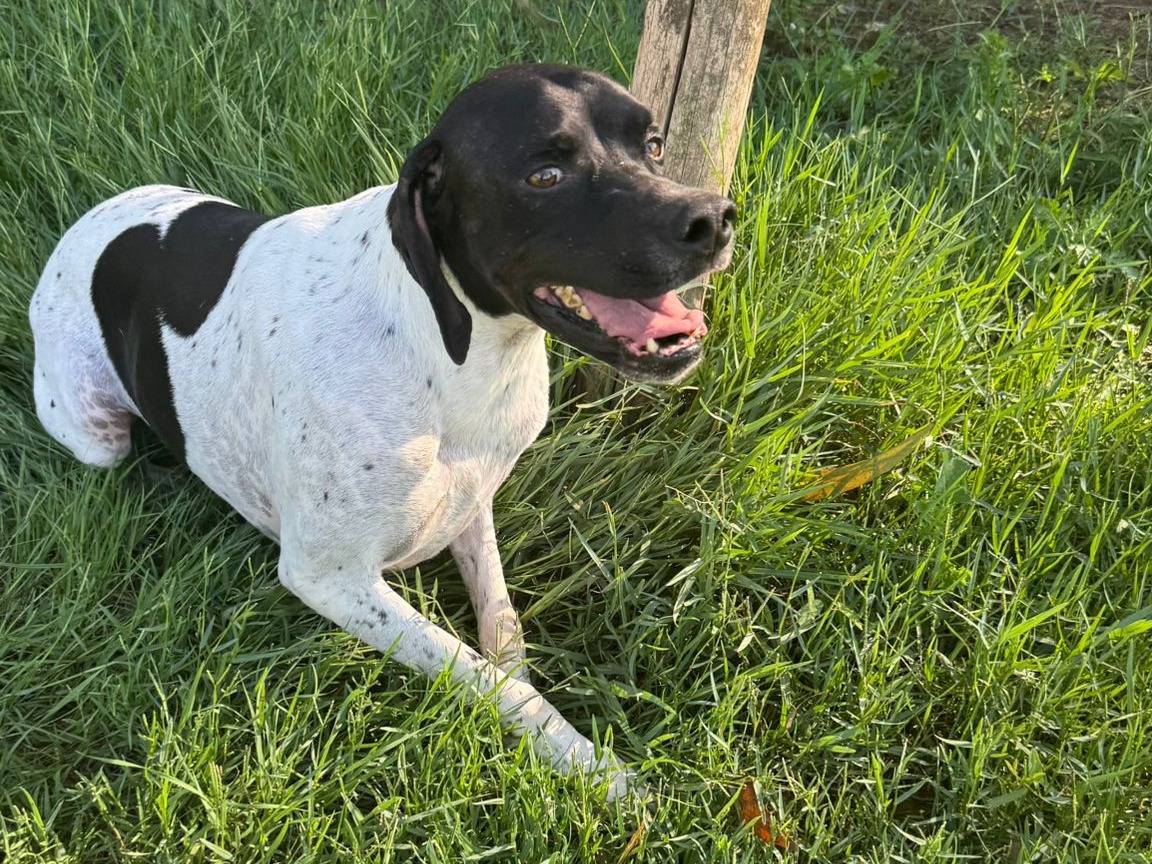 Vuoi adottare un cane a Caserta?