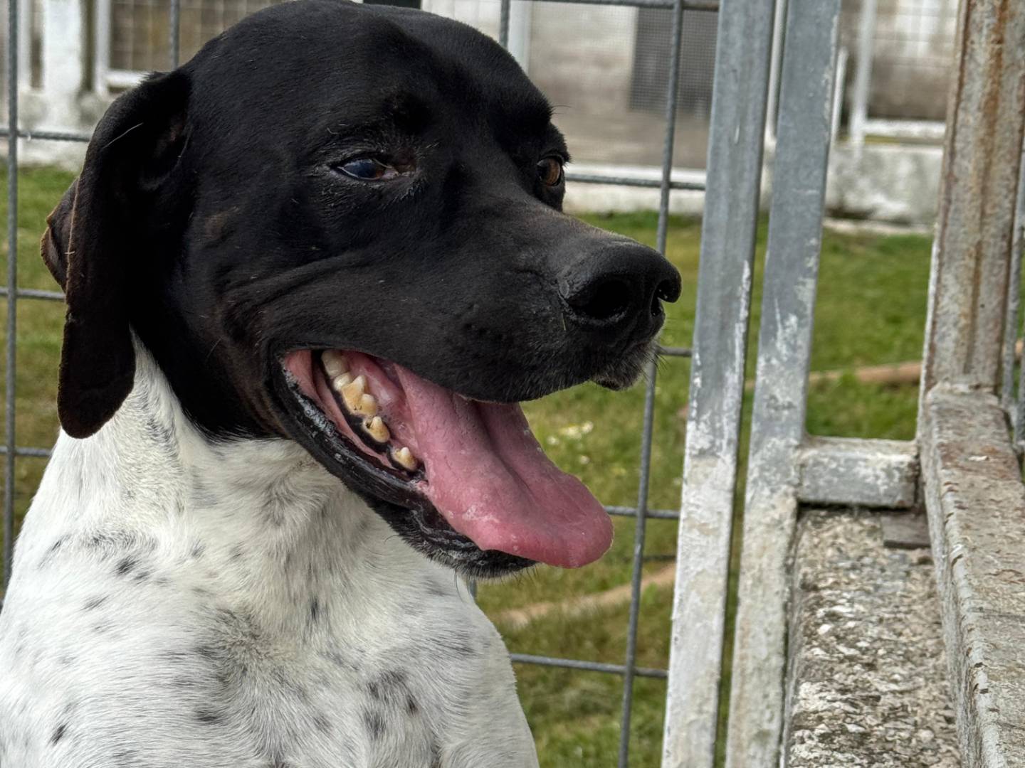 Adotta il cane RAZZO a Caserta