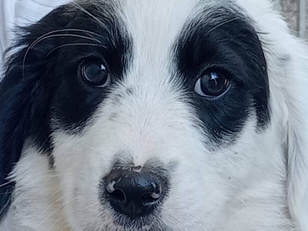 Adotta un cane, maschio, 3 mesi, Frosinone