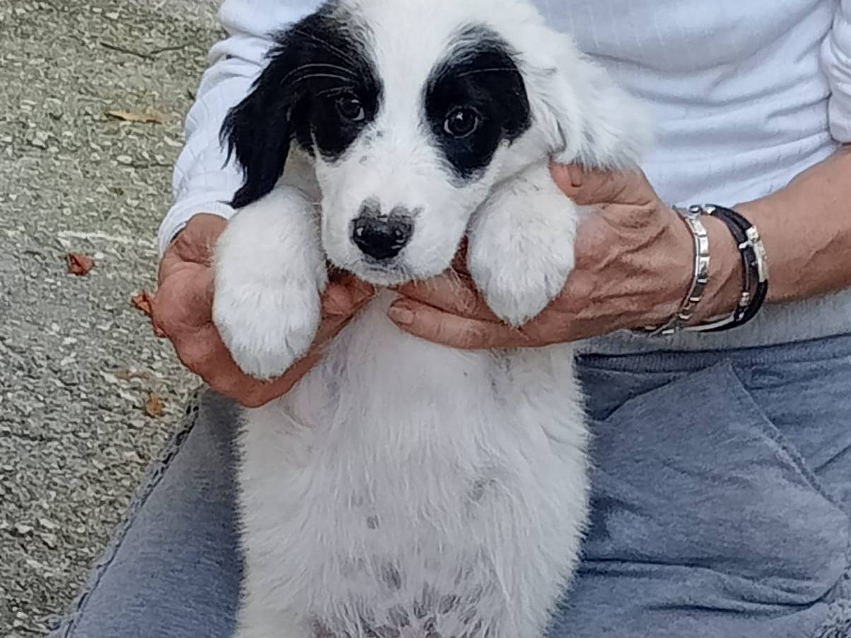Adotta un cane, taglia media, maschio, Frosinone