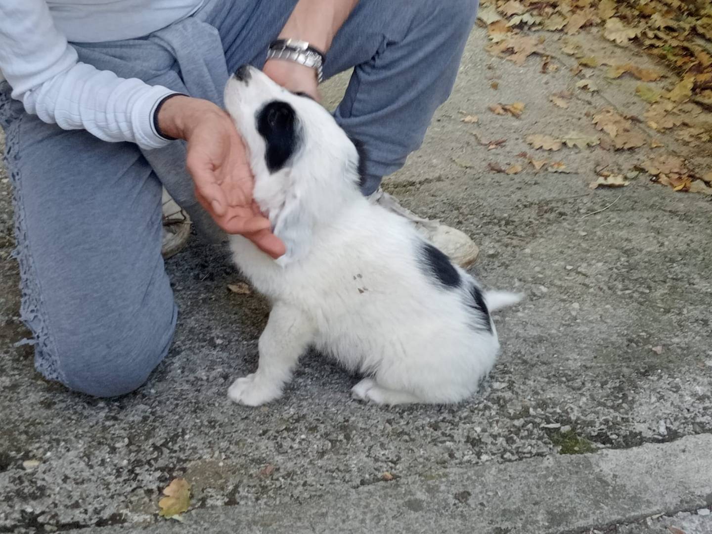 Vuoi adottare un cane a Frosinone?