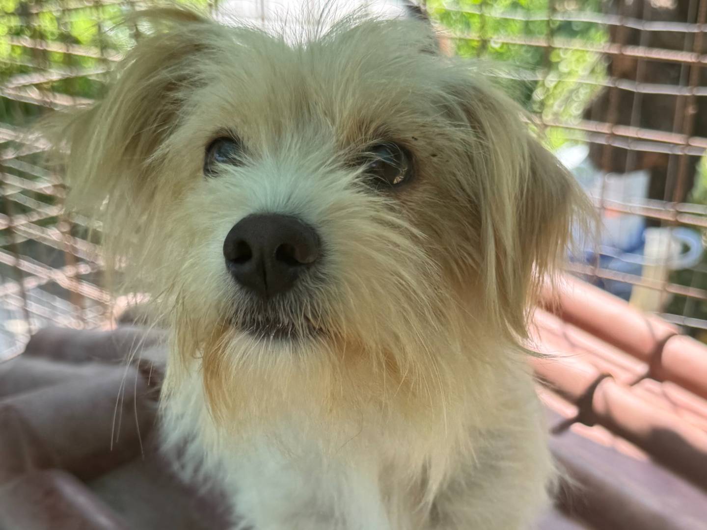 Adozione cane, femmina, Razza sconosciuta Razza sconosciuta, 2 anni e 9 mesi, taglia piccola, Napoli