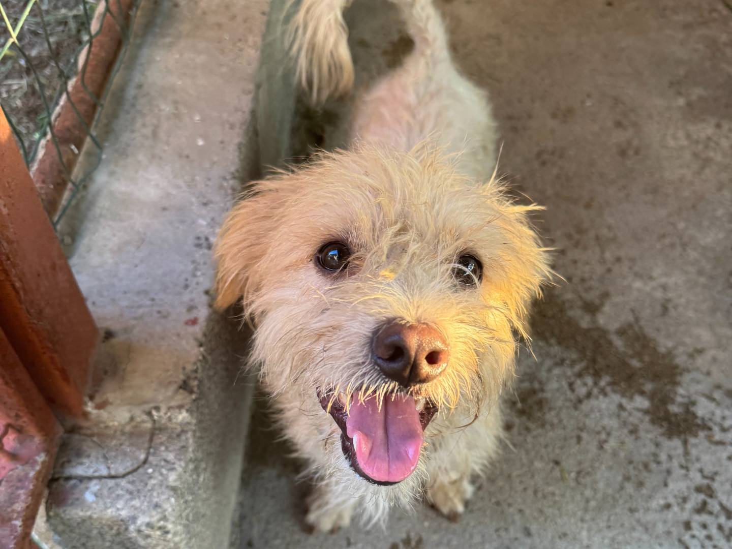 Adozione cane, maschio, Razza sconosciuta Razza sconosciuta, 1 anno e 9 mesi, taglia media contenuta, Napoli