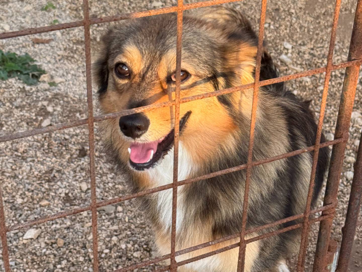Adozione cane, maschio, Razza sconosciuta Razza sconosciuta, 2 anni e 3 mesi, taglia media contenuta, Napoli
