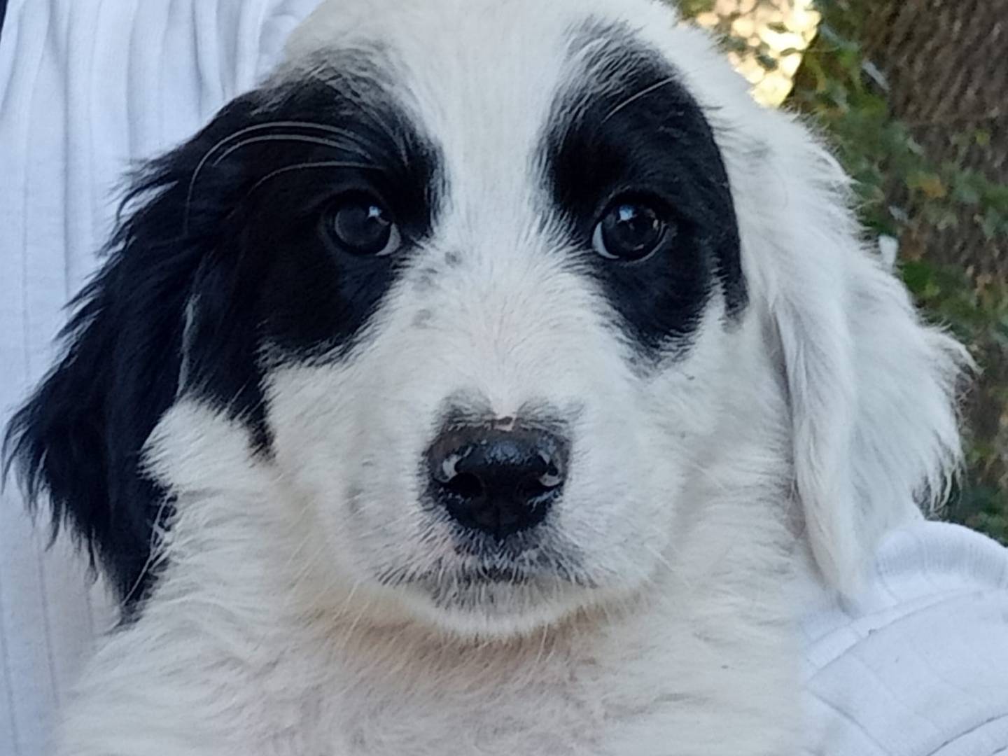Adozione cane, maschio, Labrador Retriever Razza sconosciuta, 3 mesi, taglia media, Frosinone