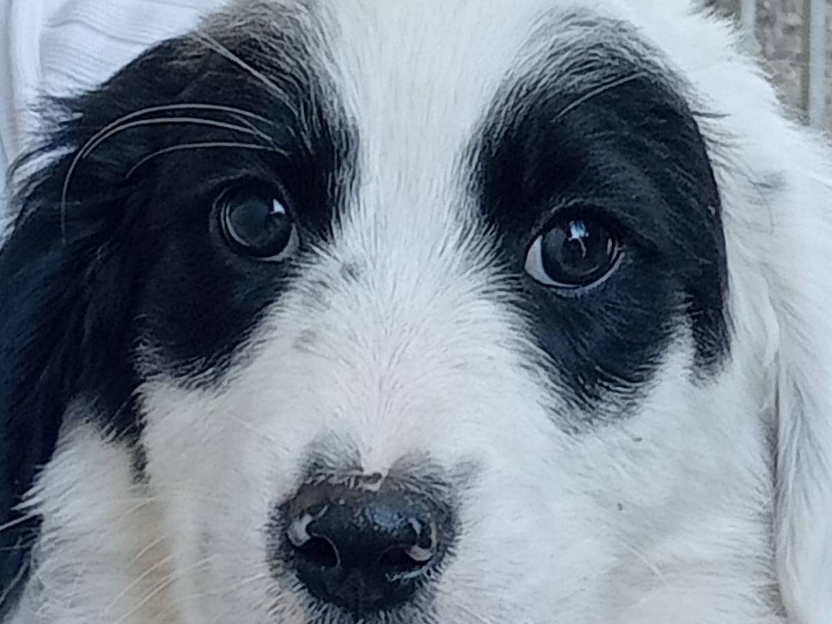Adotta un cane, maschio, 3 mesi, Frosinone