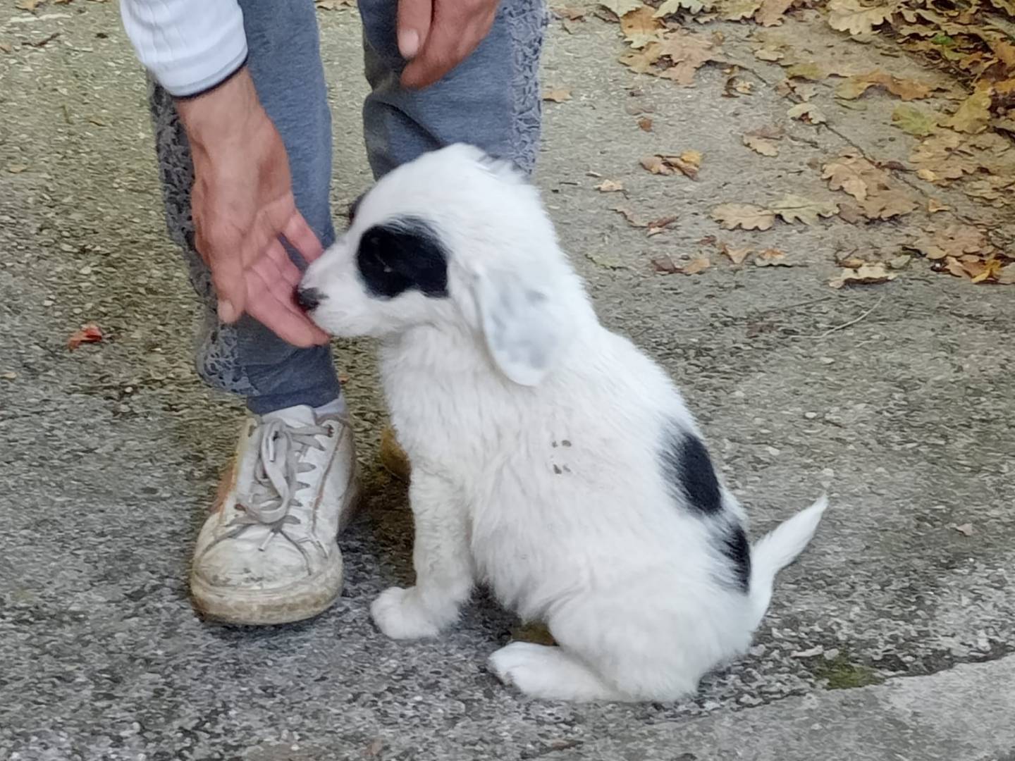 Adotta un cane, taglia media, maschio, Frosinone