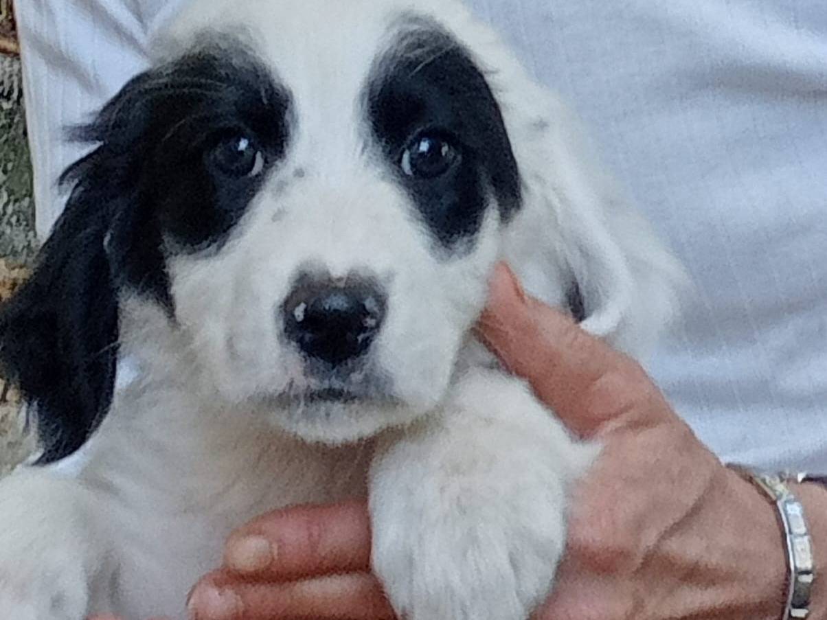 Vuoi adottare un cane a Frosinone?