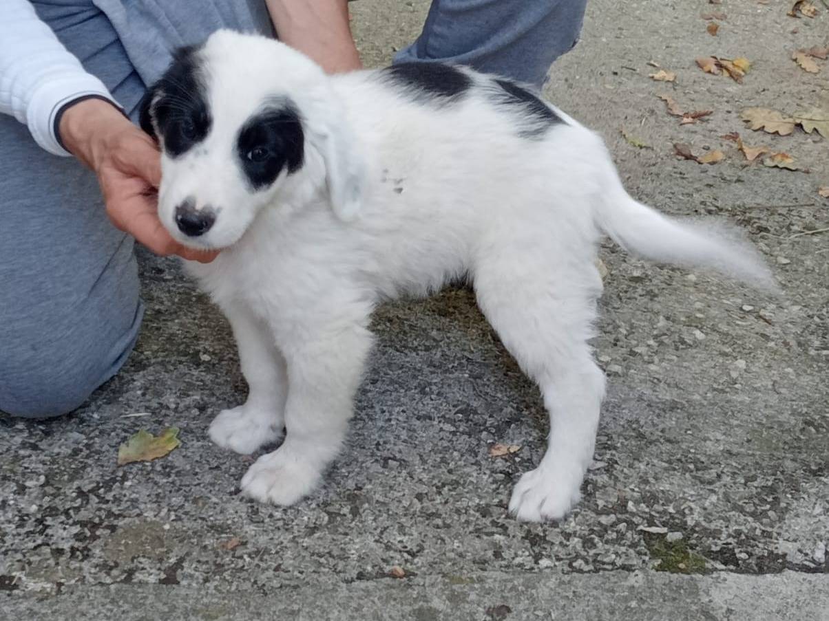 Adotta il cane PANDA a Frosinone