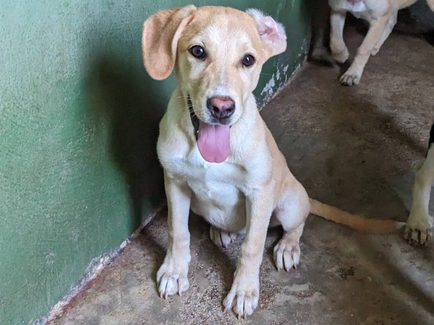 Adozione cane, maschio, Razza sconosciuta Razza sconosciuta, 4 mesi, taglia media, Caserta