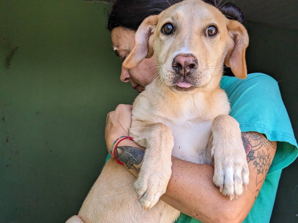 Adotta un cane, maschio, 4 mesi, Caserta