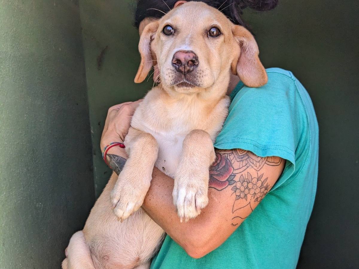 Adotta un cane, taglia media, maschio, Caserta