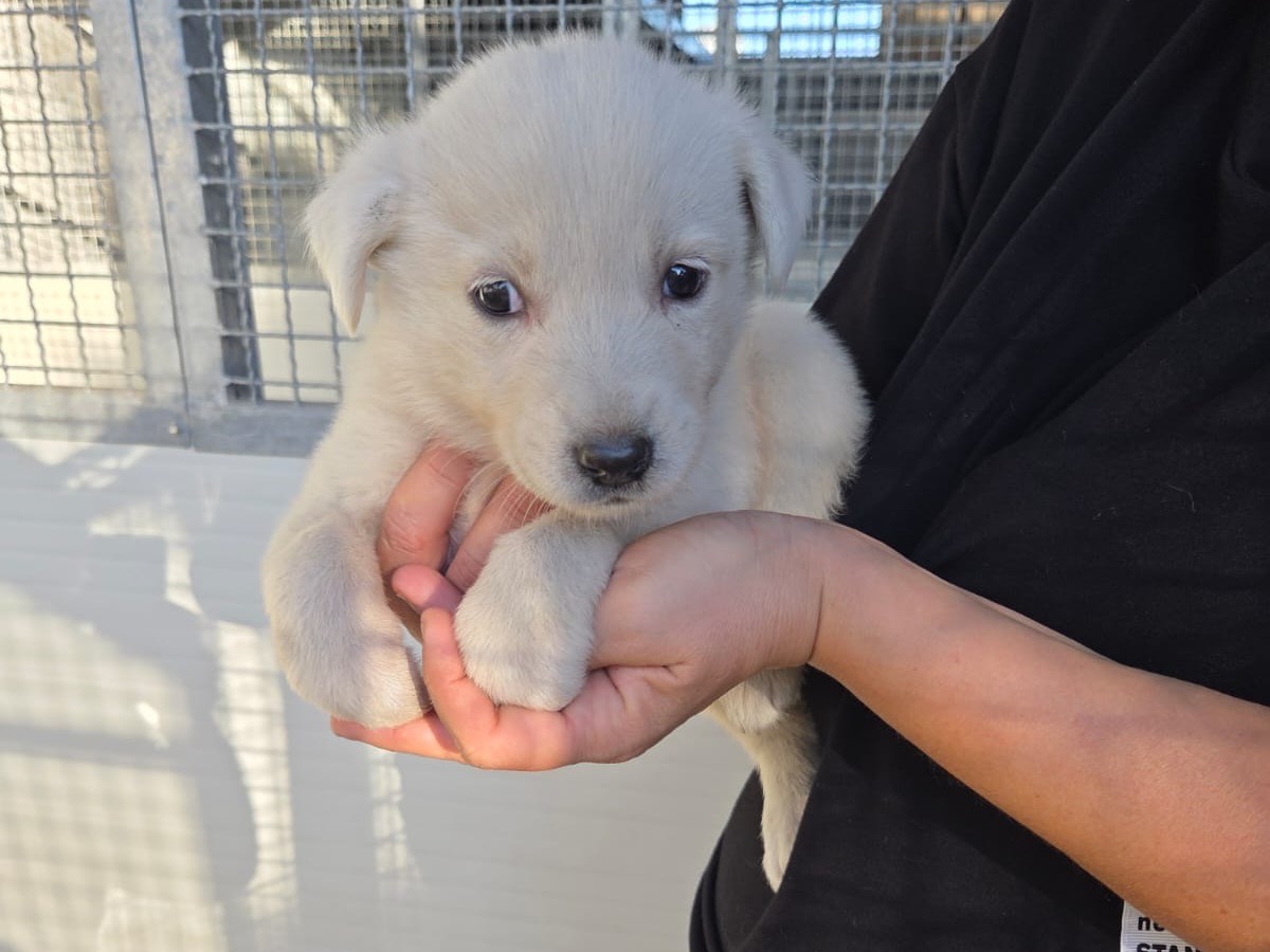 Adozione cane, femmina, Razza sconosciuta Razza sconosciuta, 2 mesi, taglia grande, Bari