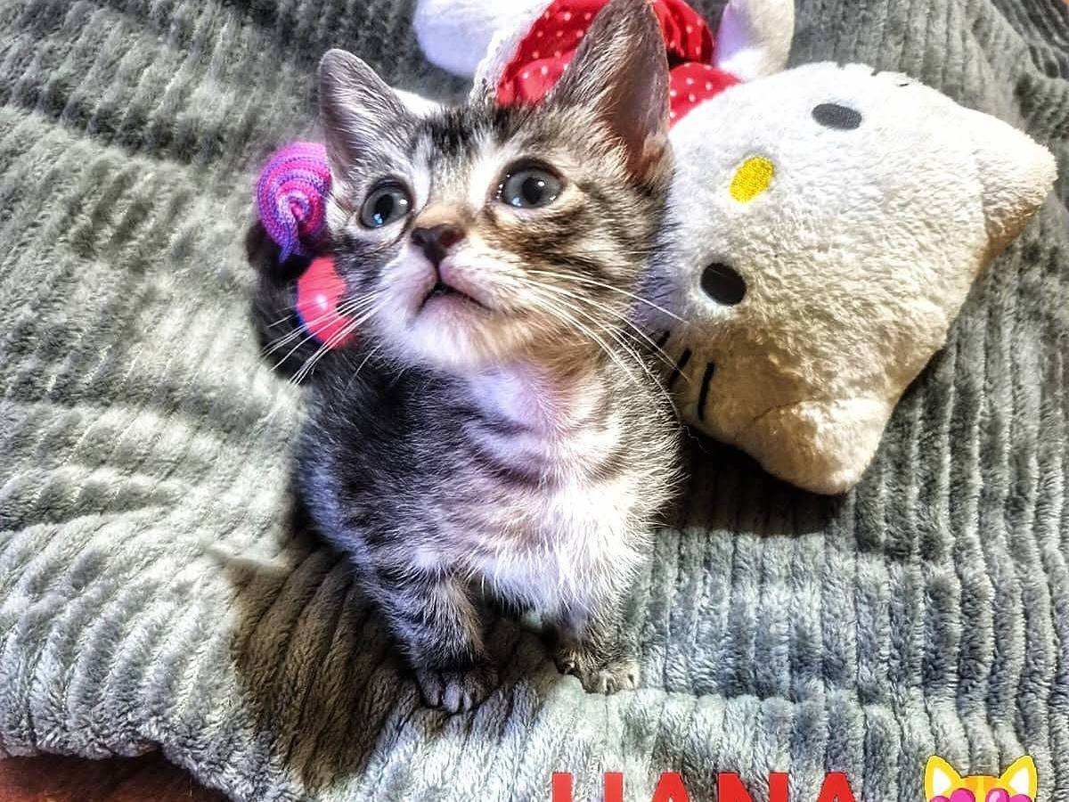 Adozione gatto, femmina, Razza sconosciuta Razza sconosciuta, 2 mesi, taglia non valida, Caserta