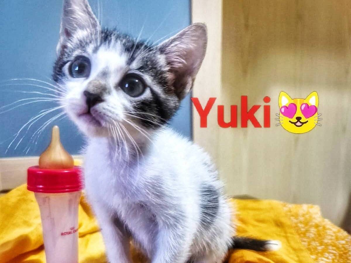 Adotta un gatto, femmina, 2 mesi, Caserta