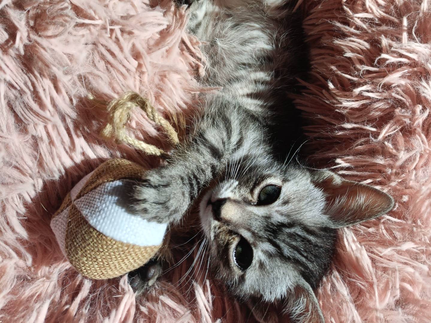 Adotta un gatto, taglia non valida, femmina, Caserta