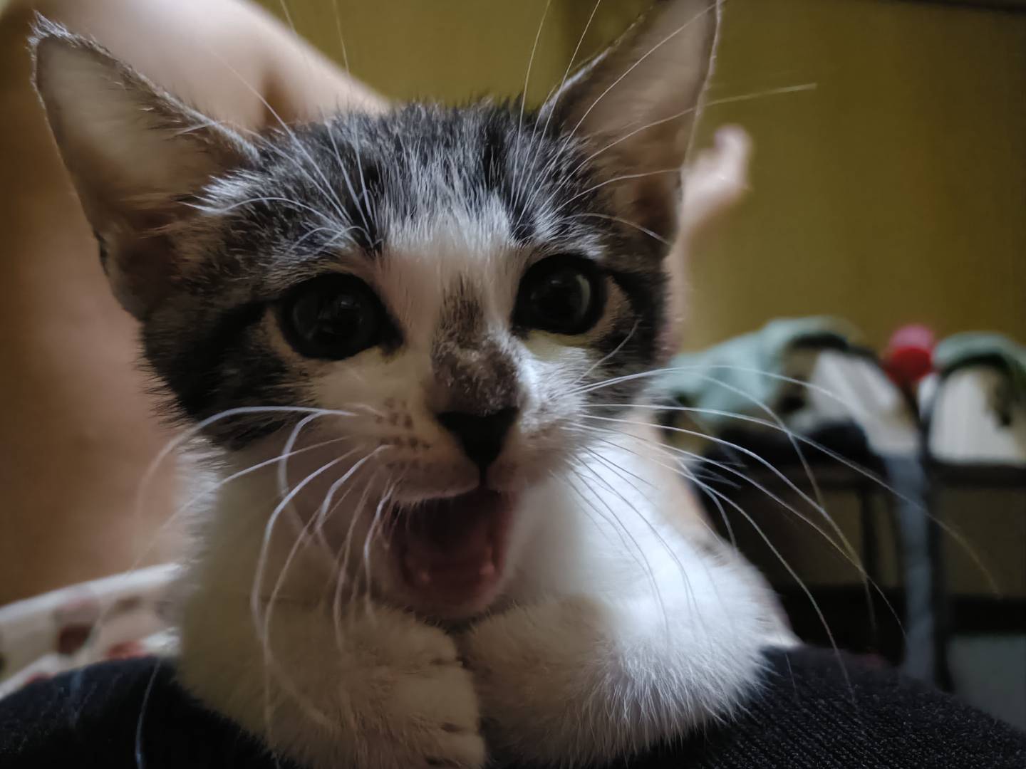 Vuoi adottare un gatto a Caserta?