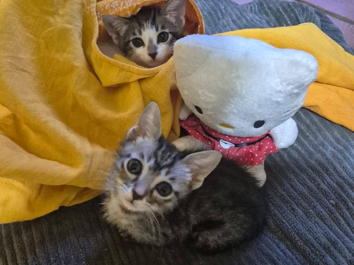 Adotta il gatto Hana e Yuki a Caserta