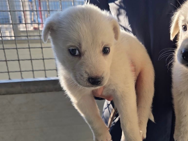 Adozione cane, maschio, Razza sconosciuta Razza sconosciuta, 2 mesi, taglia grande, Bari