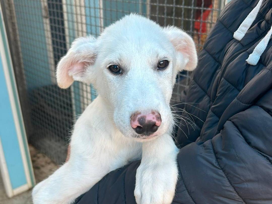 Adozione cane, maschio, Razza sconosciuta Razza sconosciuta, 4 mesi, taglia media, Pavia