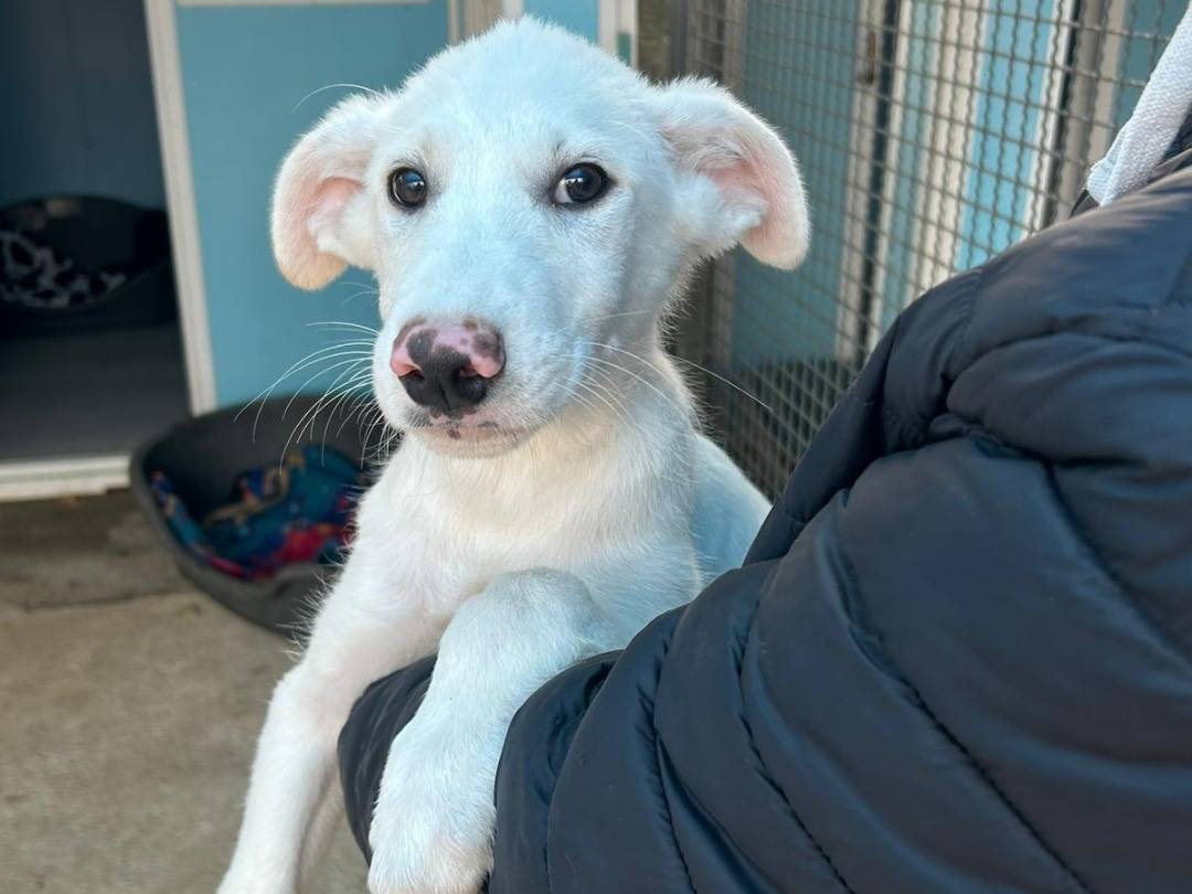 Adotta un cane, maschio, 4 mesi, Pavia