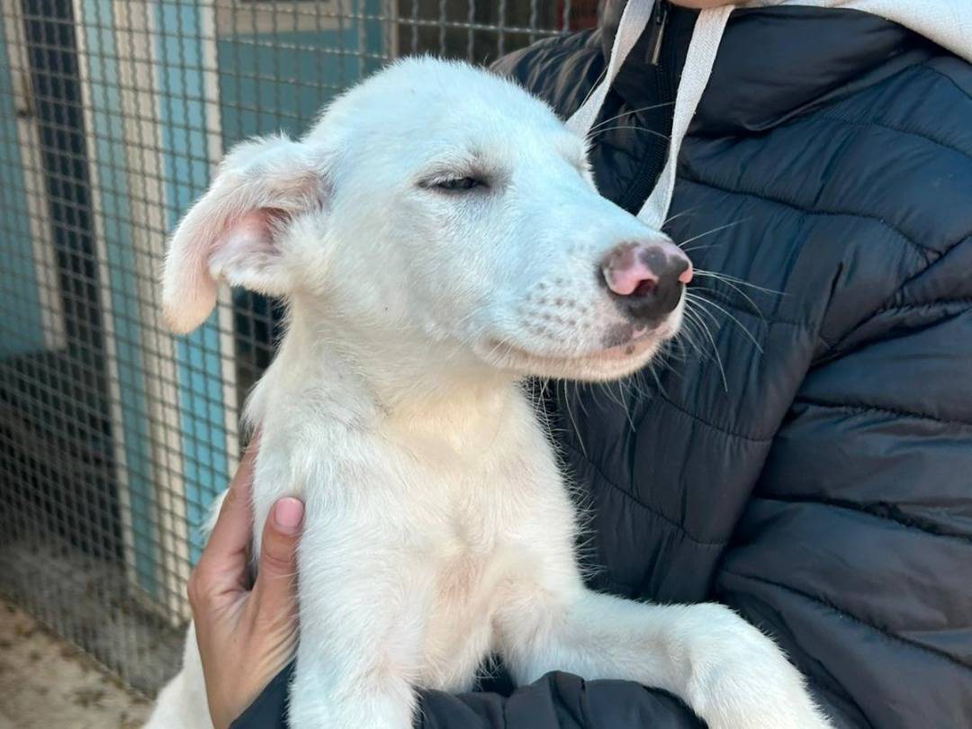 Adotta un cane, taglia media, maschio, Pavia