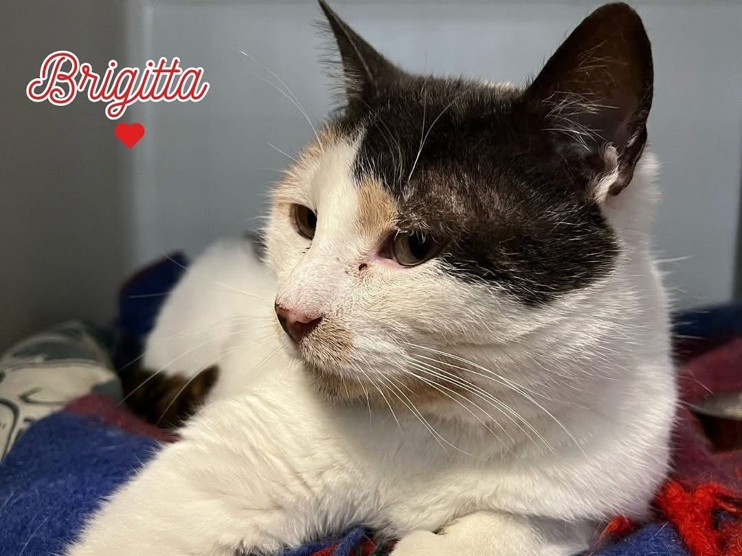 Adozione gatto, femmina, Razza sconosciuta Razza sconosciuta, 7 anni e 4 mesi, taglia non valida, Savona