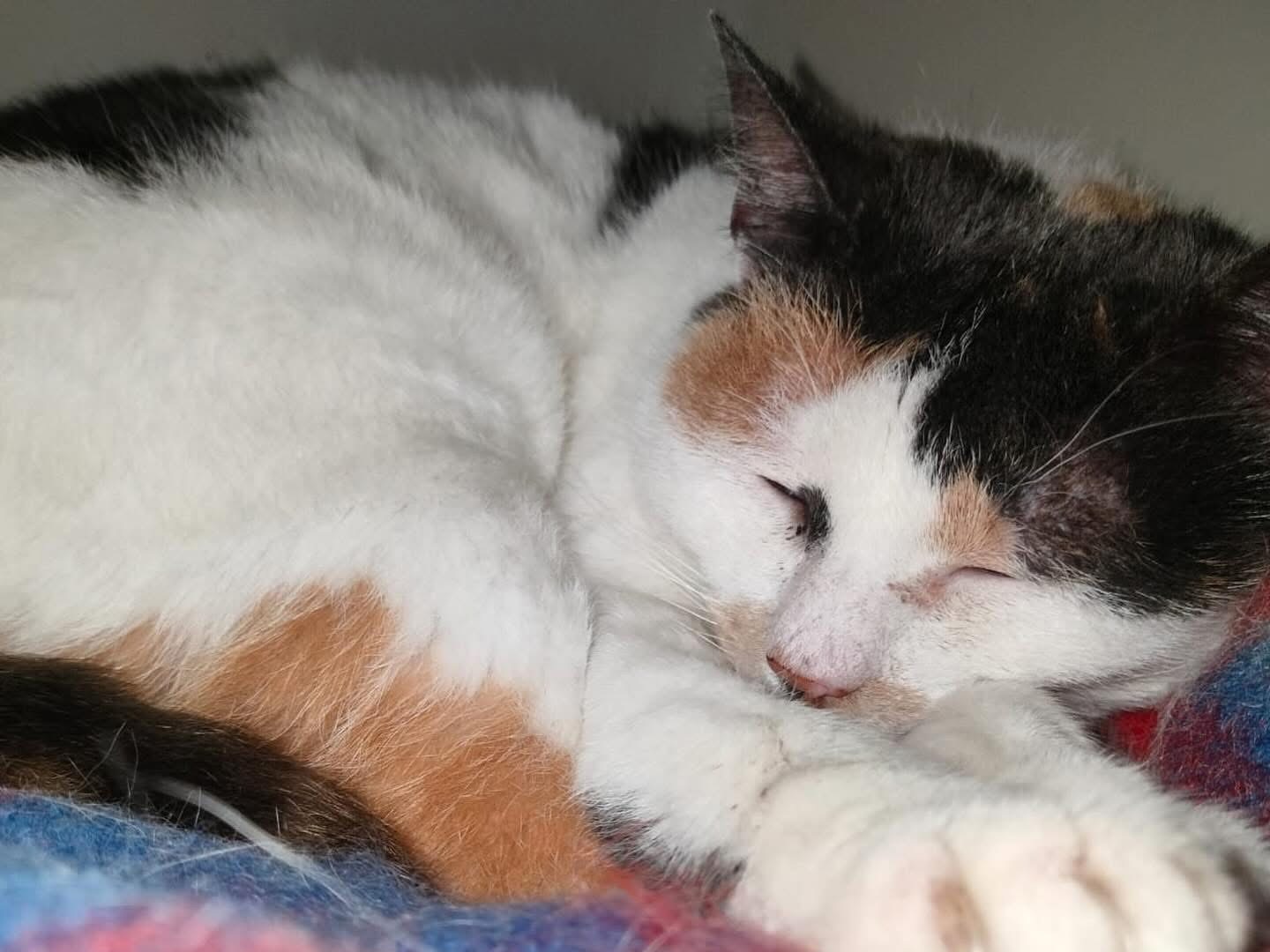 Adotta un gatto, femmina, 7 anni e 4 mesi, Savona