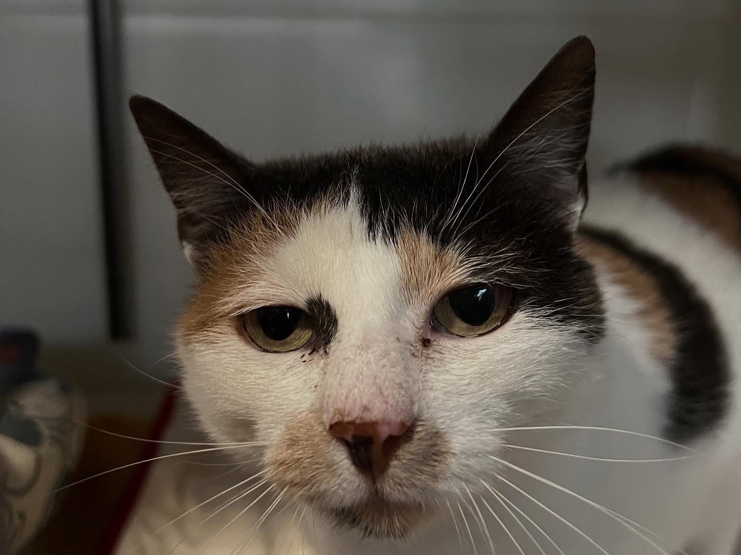 Adotta un gatto, taglia non valida, femmina, Savona