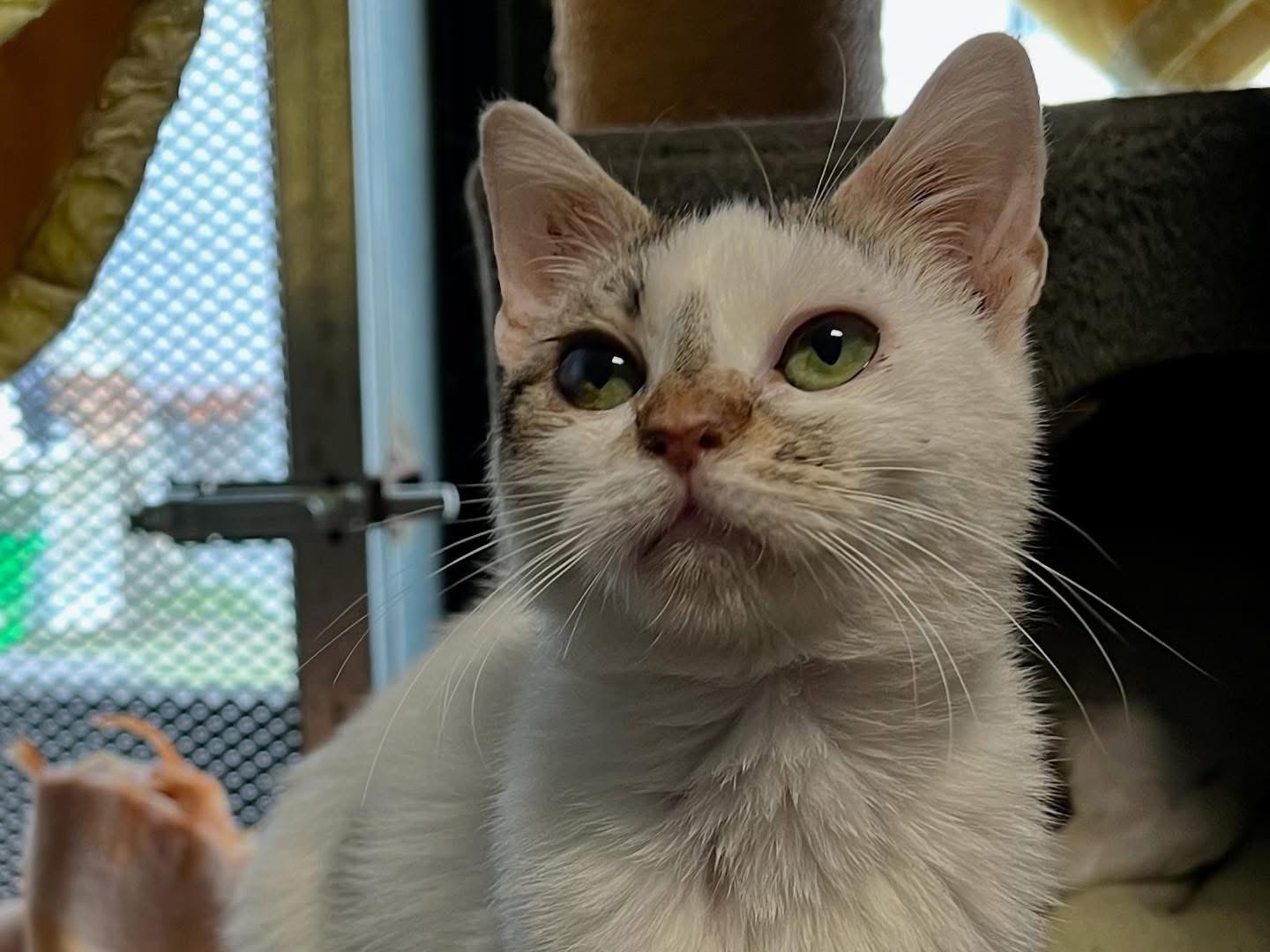 Adozione gatto, femmina, Razza sconosciuta Razza sconosciuta, 1 anno e 5 mesi, taglia non valida, Savona