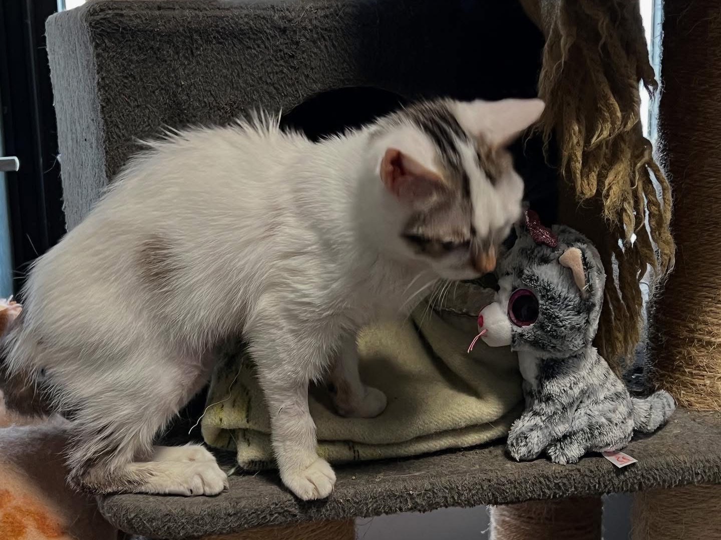 Adotta un gatto, femmina, 1 anno e 5 mesi, Savona