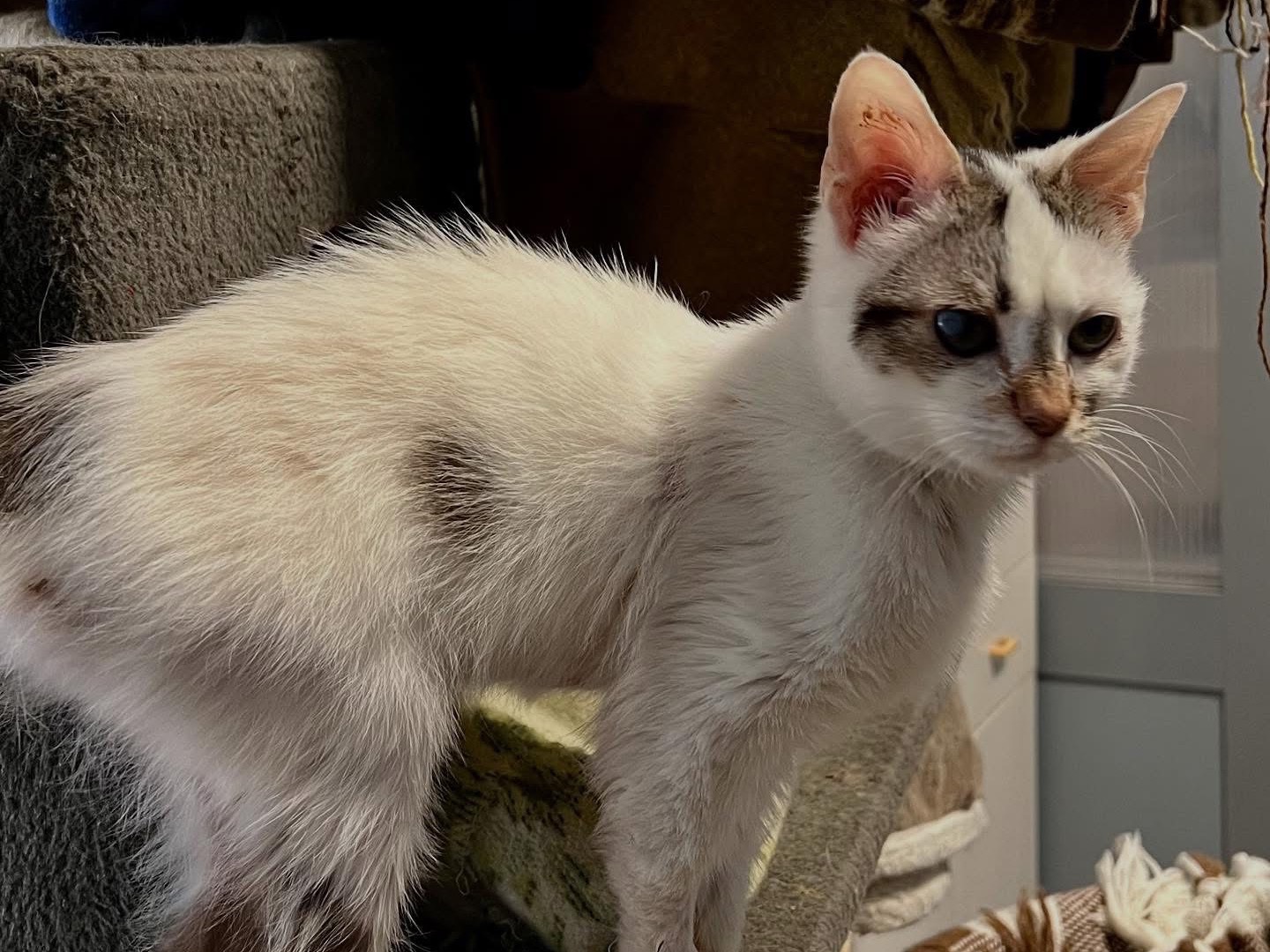 Adotta un gatto, taglia non valida, femmina, Savona