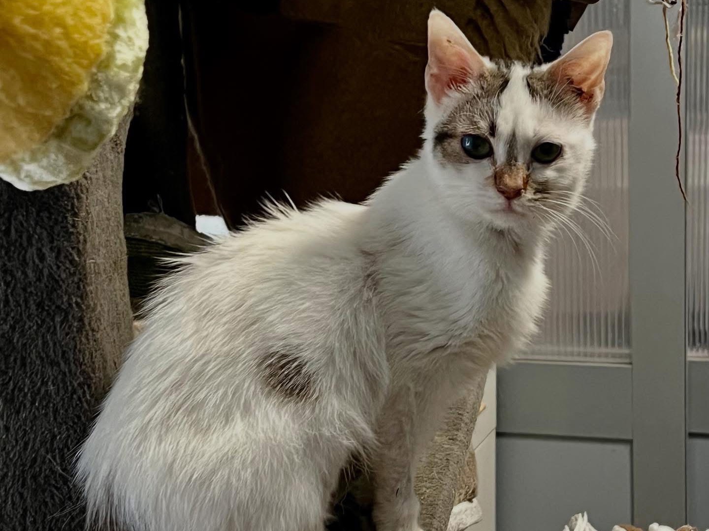 Vuoi adottare un gatto a Savona?