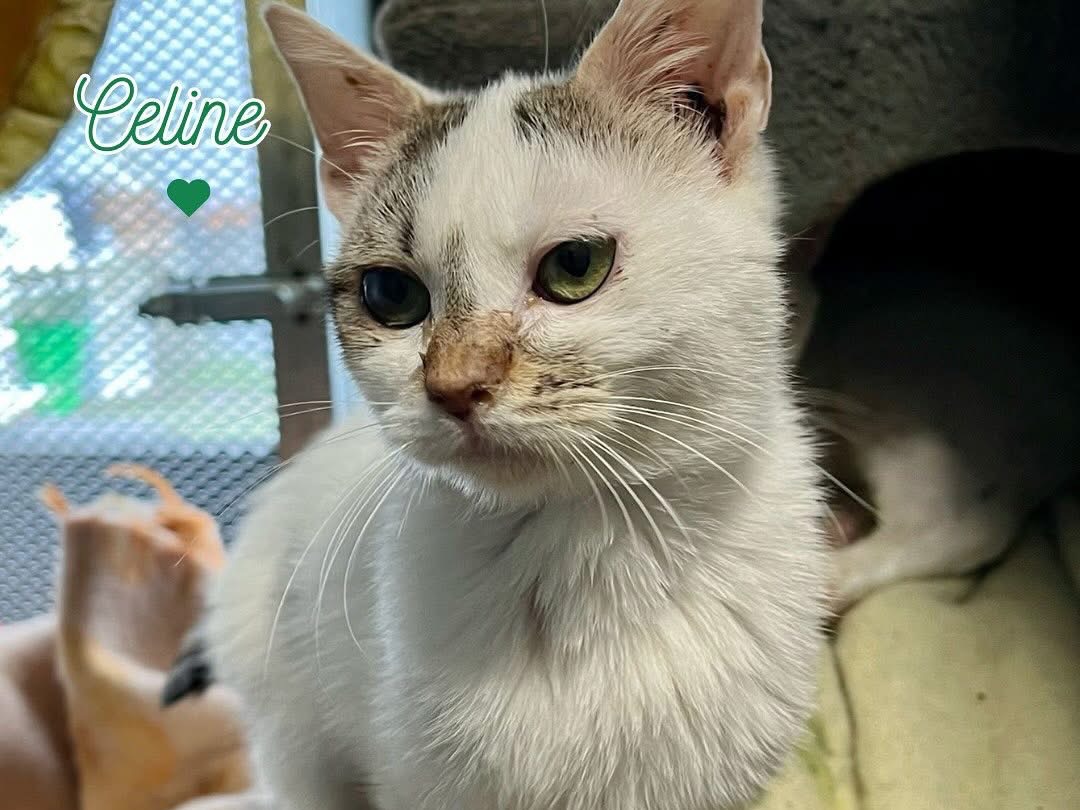 Adotta il gatto Celine a Savona