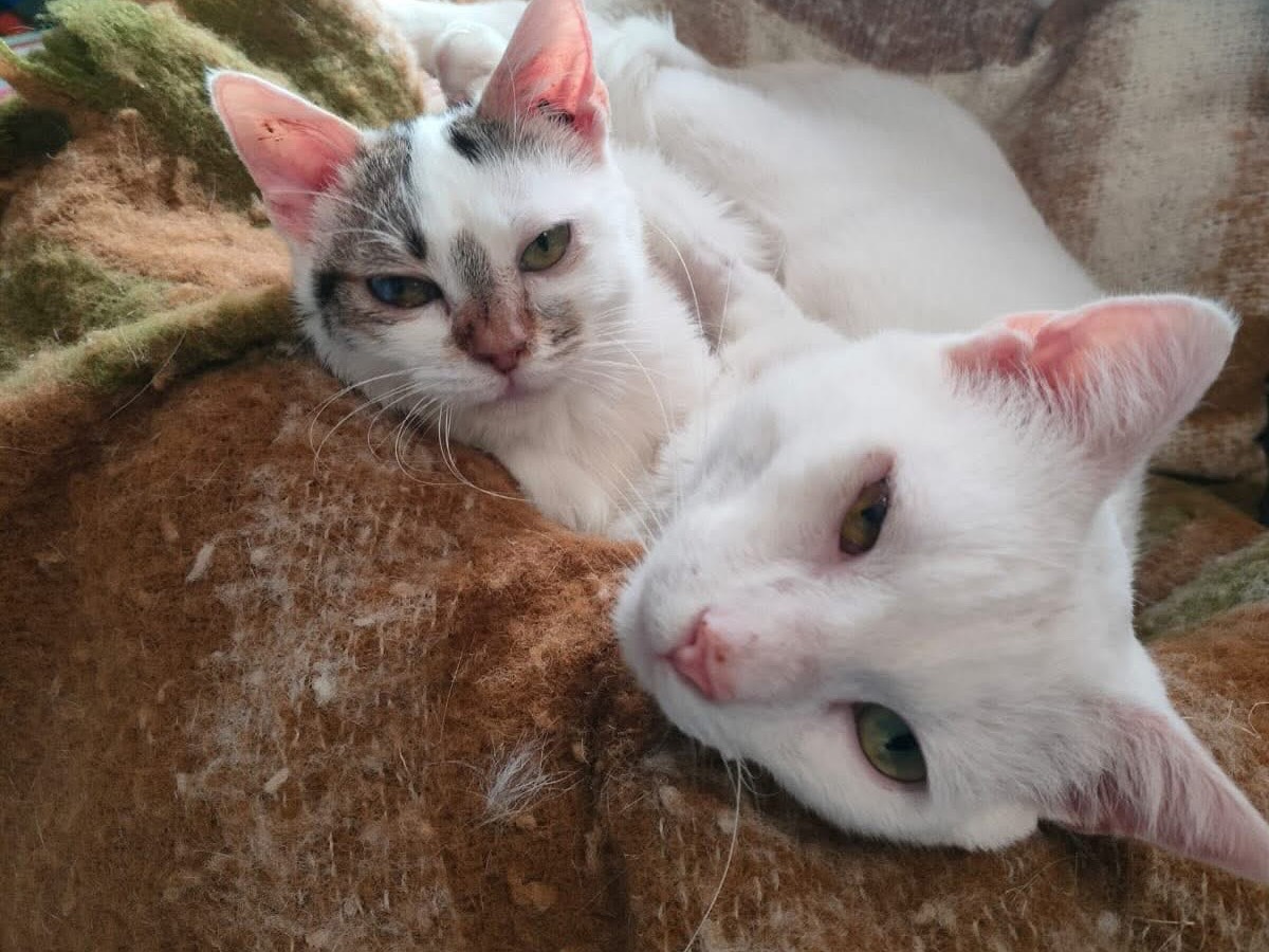 Vuoi adottare un gatto a Savona?