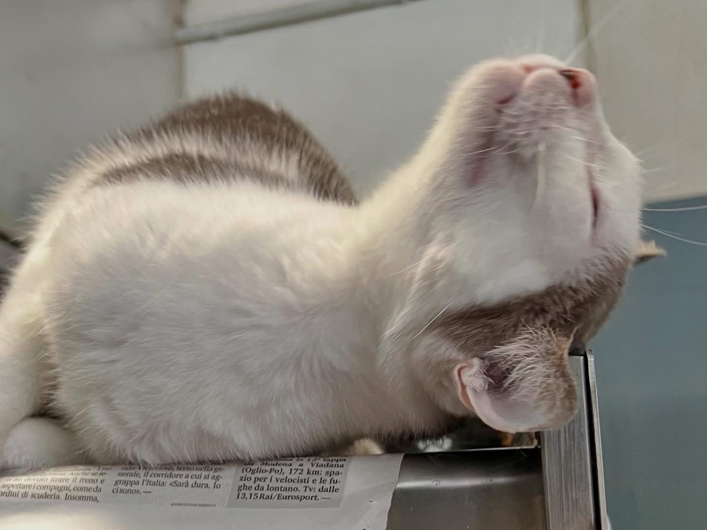 Vuoi adottare un gatto a Savona?